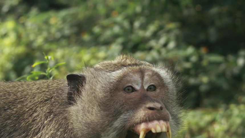 A monkey with its mouth wide open displaying large fangs