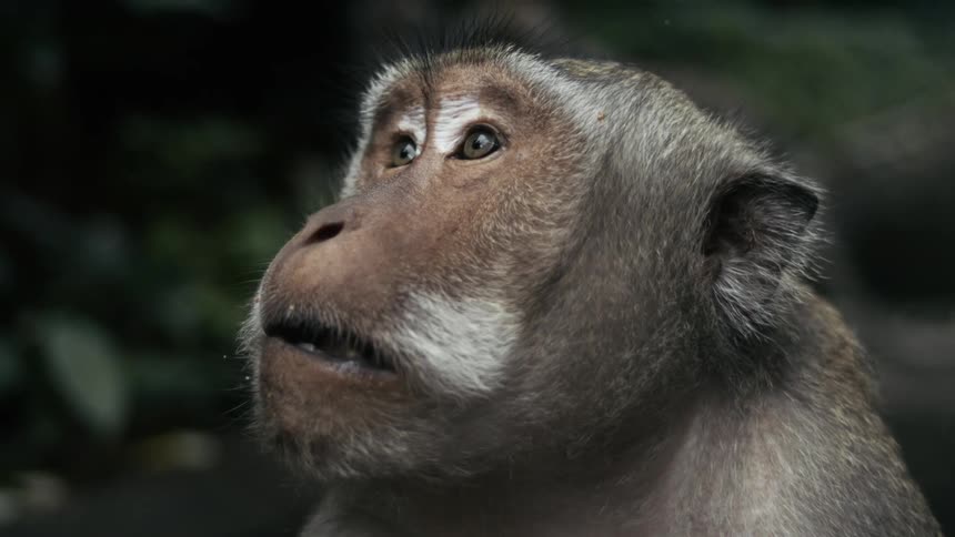 A pensive monkey with striking white facial hair looking to the sky