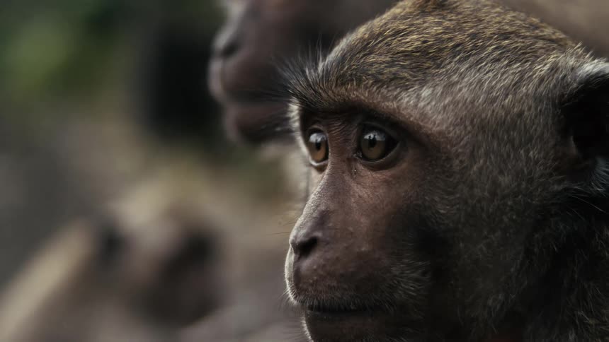 The video features a closeup of a monkeys face with brown fur and expressive eyes another monkey is blurred in the background suggesting a natural habitat or group setting