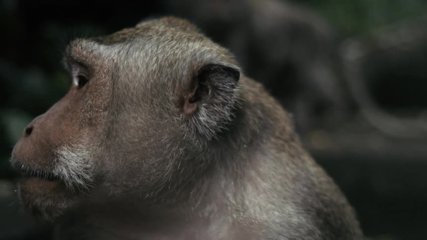 A closeup of a macaque monkeys head looking to the side with a blurred background