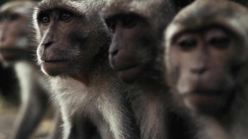 A group of monkeys outdoors looking hungry