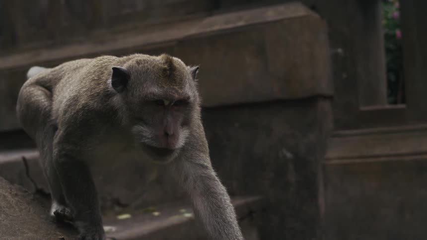 A monkey climbs some stone ruins
