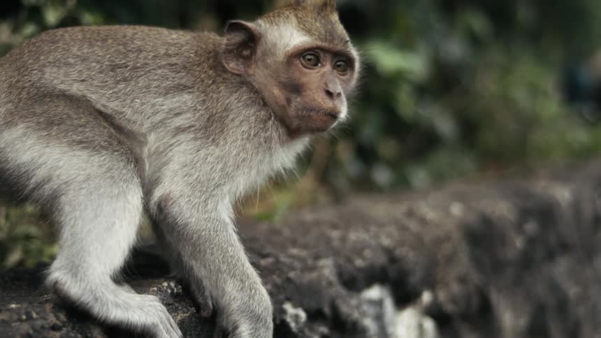A monkey turns to look at something