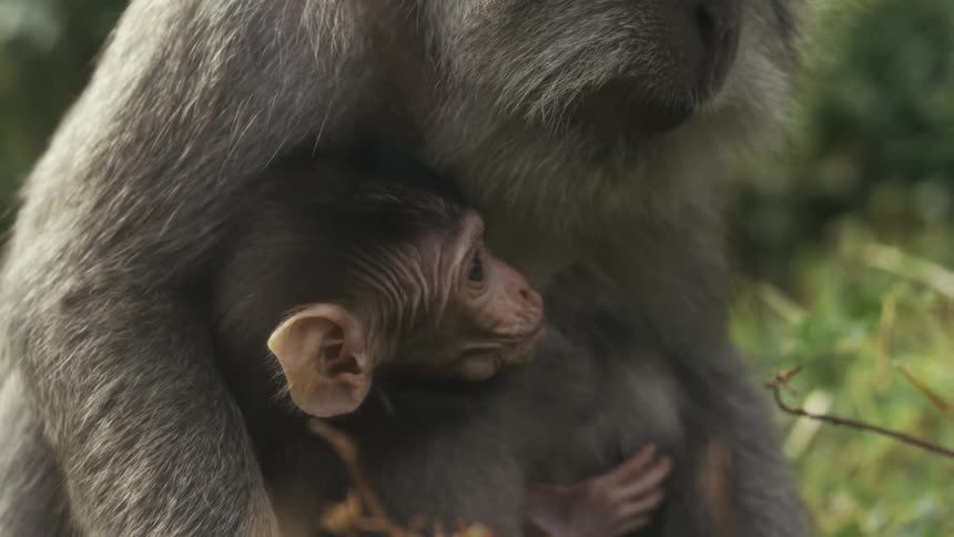 A mother monkey cradles and protects her baby in the wild