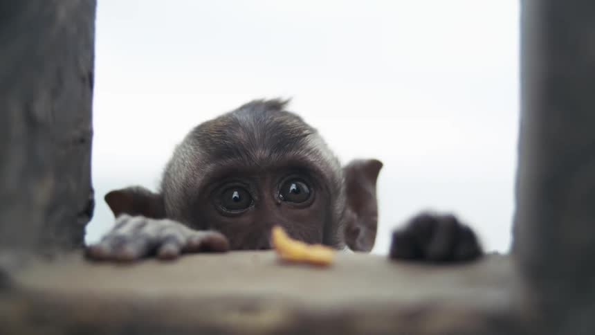 Little monkey with wide eyes