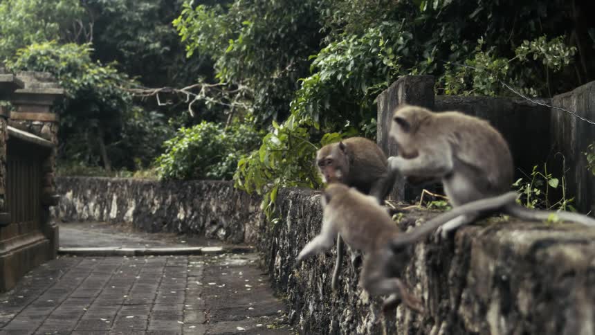 A monkey leaps off a stone wall