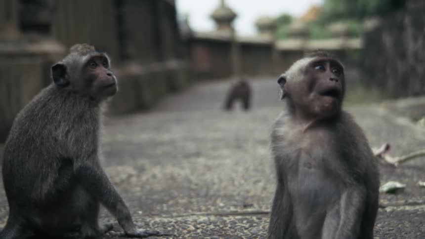 The monkeys look around together