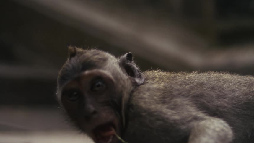 A monkey lies on the ground then gets up and walks off