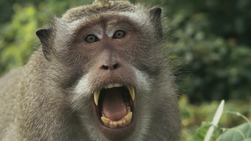A baboon in the wild angrily opening its mouth wide revealing its sharp teeth
