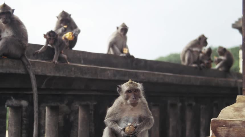 Several monkeys sitting on a stone pillar wall while eating fruit