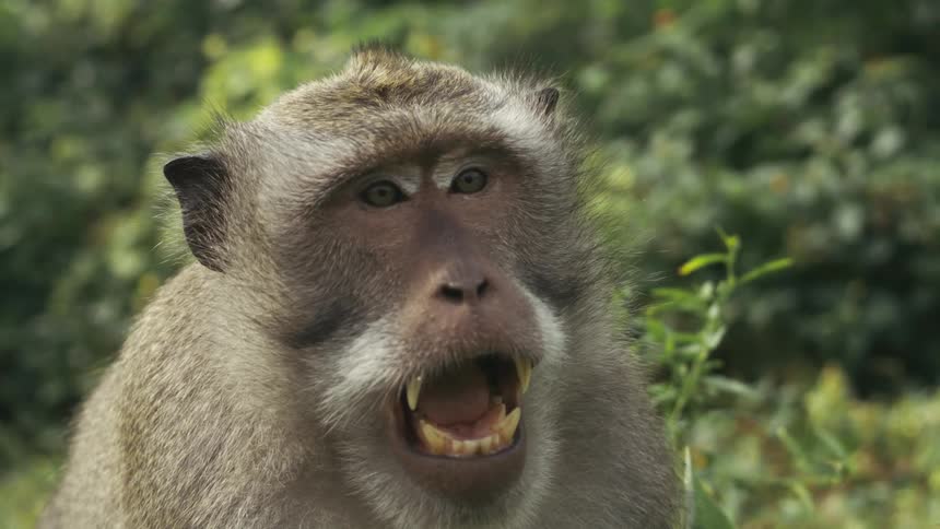 The monkey yells showing its teeth