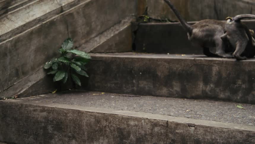 Monkeys chase eachother up some stone steps