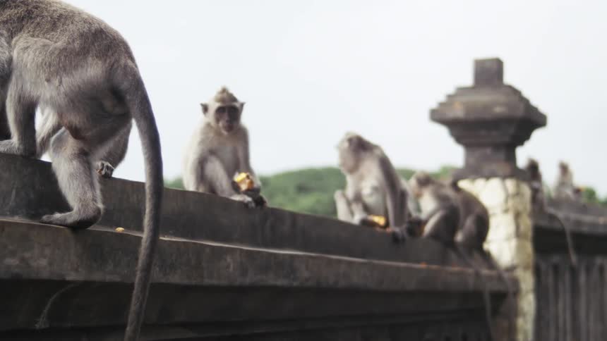 A monkey jumps onto a stone wall