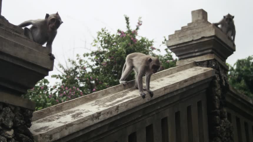 Monkeys on a stone wall