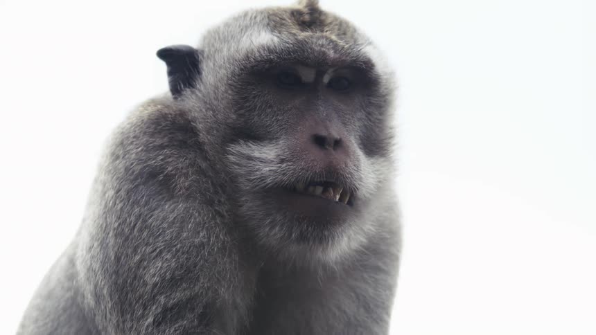A monkey yelling