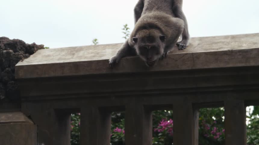 A monkey standing on top of a brick fence outdoors