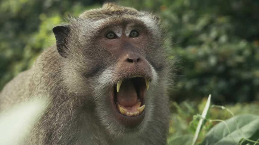 The baboon shows its teeth as it opens its mouth