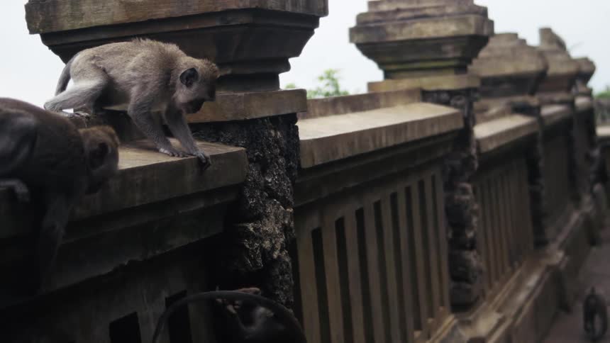 The monkeys jump down from the stone wall