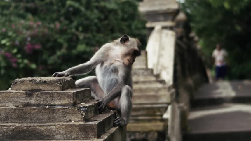 A monkey on an old stone pillar
