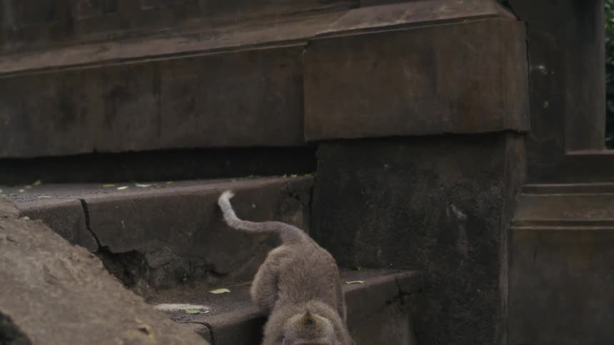 A monkey jumps down a stone structure in a temple like setting