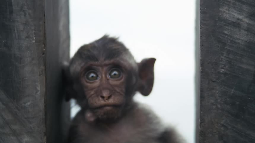 A monkey standing between two large trees with its eyes wide open opening and closing its mouth