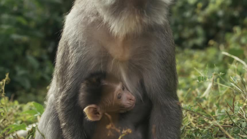 A monkey is holding a baby monkey in the grass