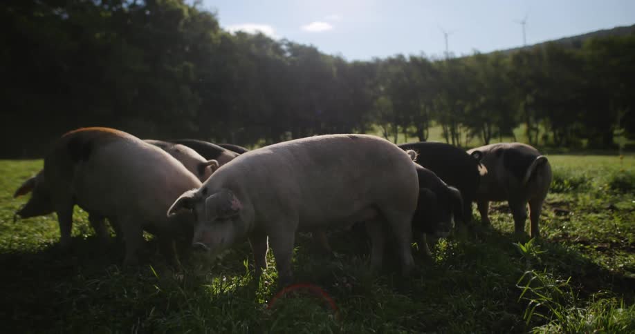 Pigs graze on grass in a sunny rural field