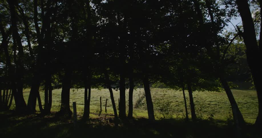 Trees hide the sun and an empty field