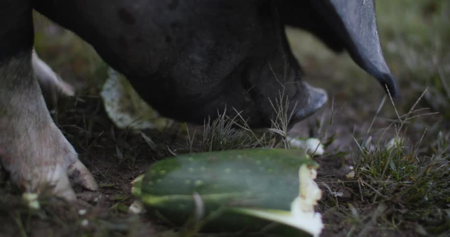 Pig eating a vegetable