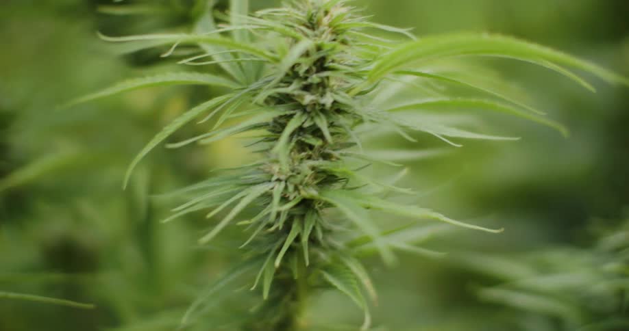 A closeup of a green cannabis plant with spiky leaves and dense buds