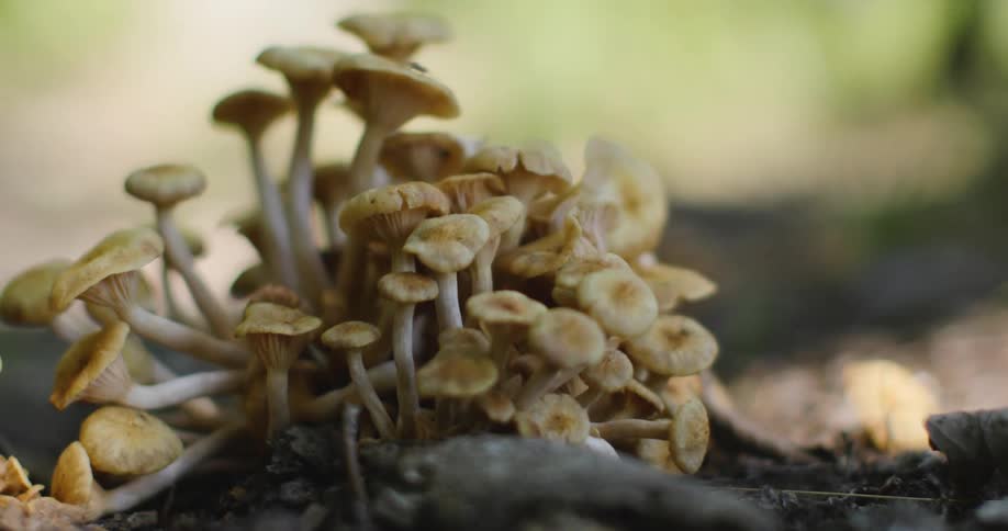 A cluster of small yellow mushrooms growing on a decaying log in a forest