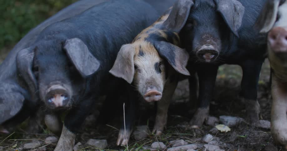 A drift of pigs walk closely together through a field
