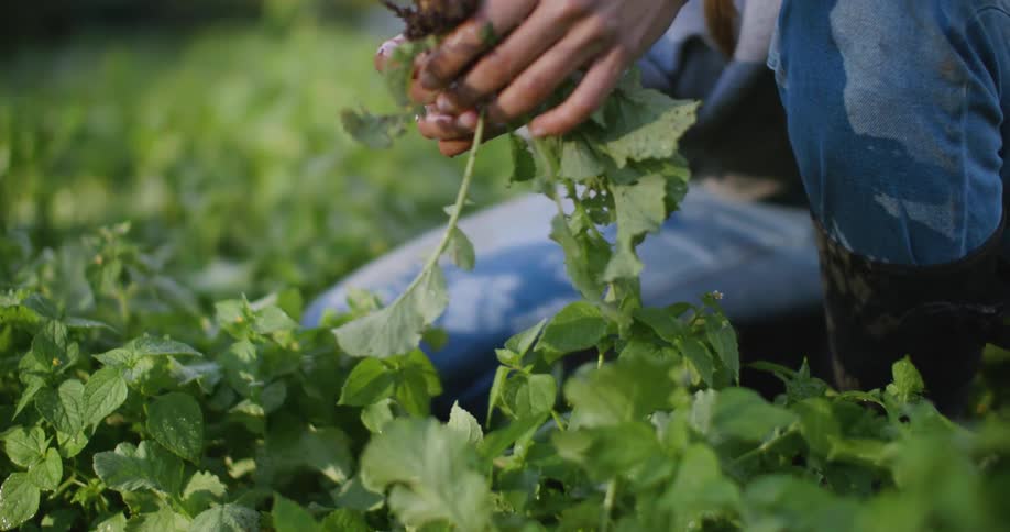 A person with braided hair and wearing blue jeans and a light blue sweatshirt is kneeling in a field holding freshly pulled radishes in their hands