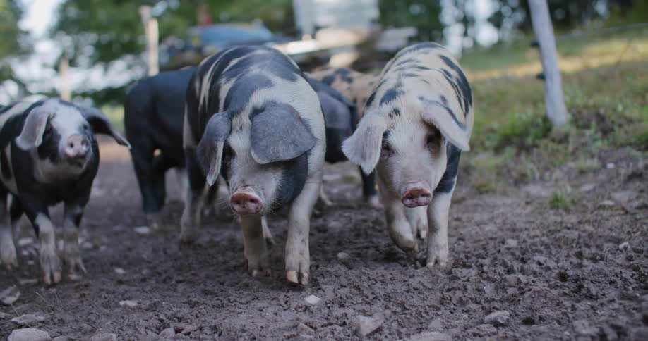 Group of pigs walking in the mud