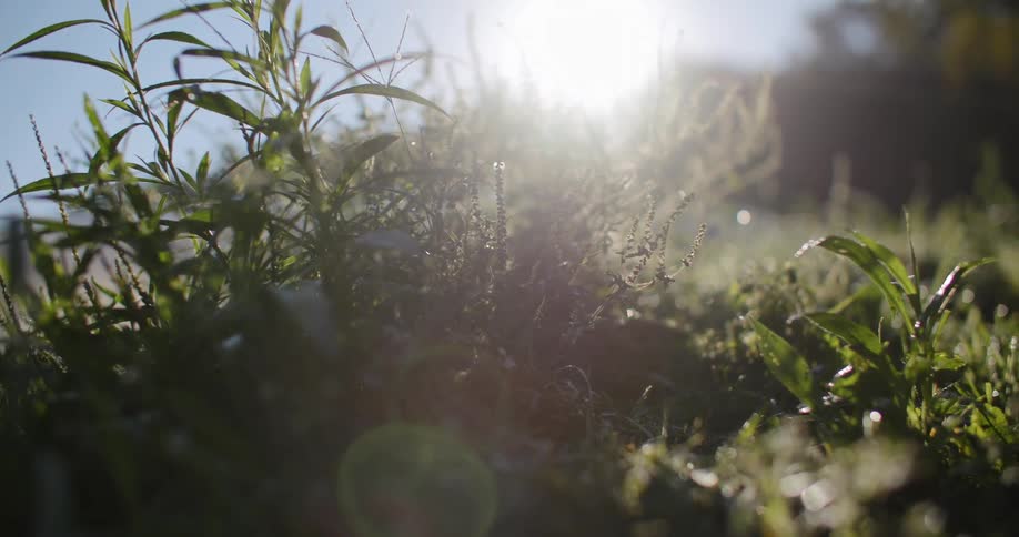 Tall weeds poking up from grass in a field on a sunny day