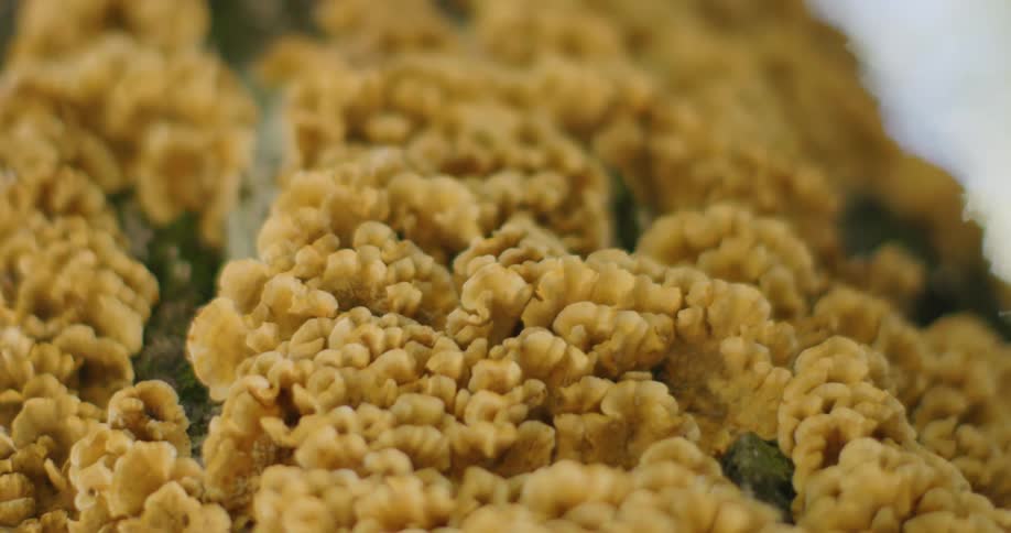 Closeup of golden textured fungi or coral showing intricate brainlike ridges and warm earthy tones