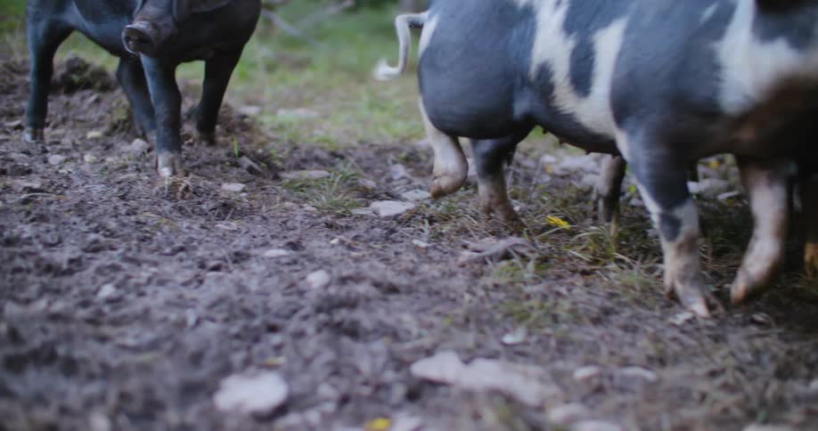 A sounder of swine walking outdoors in the wild at midday