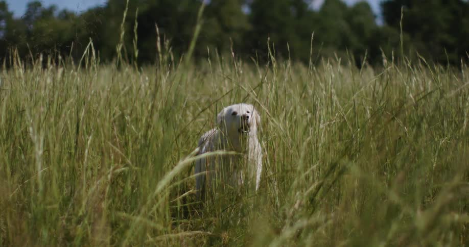 White dog barks in the center of a field of tall grass in front of a forest