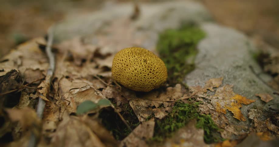 A round yellow fungus on the dry leafy ground next to a stone
