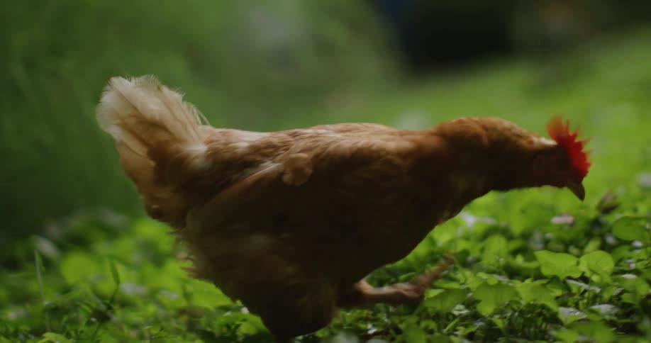 Close up of a brown chicken foraging through grass during daytime