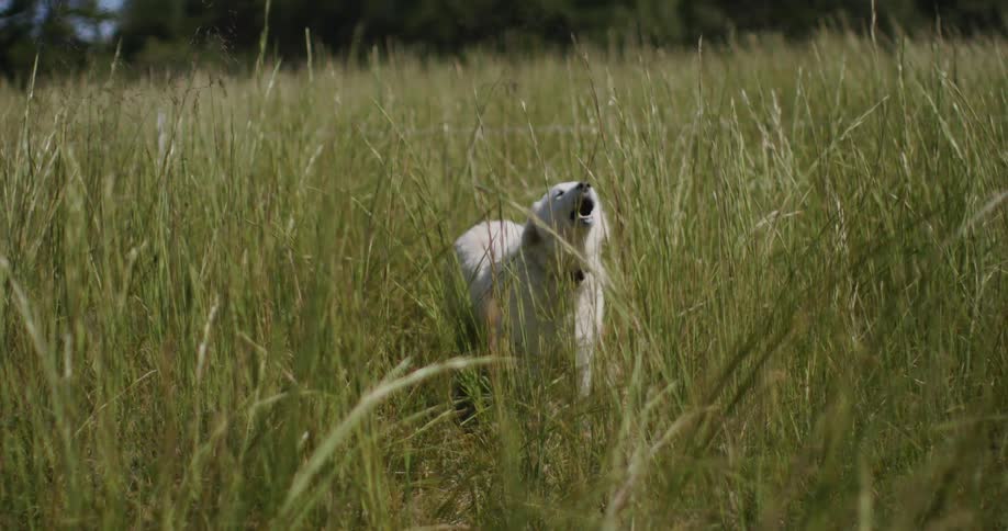 A dog in a field barking