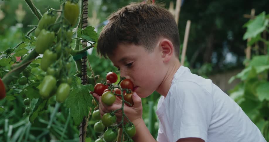 A young boy in a garden smelling a cluster of tomatoes on the vine at midday