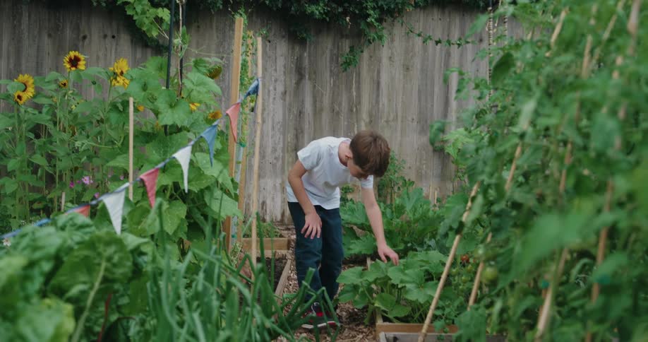 A boy tends to plants in a vibrant wellmaintained garden