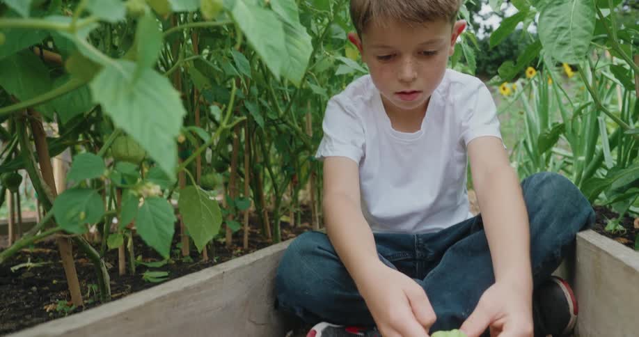 Child picking peppers off of plants in his garden