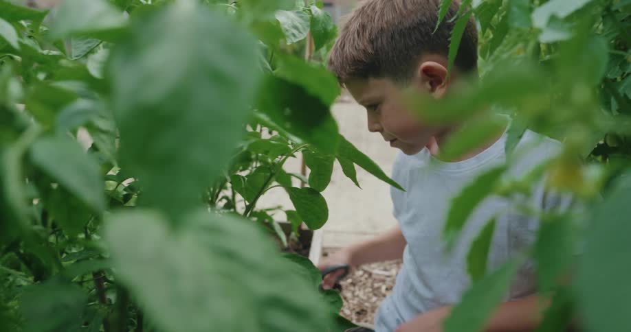 Boy smelling a leaf while in a vegetable garden
