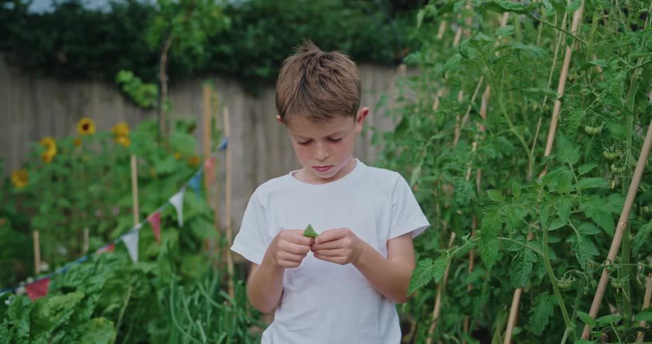 A boy inspects a leaf up close while in a garden