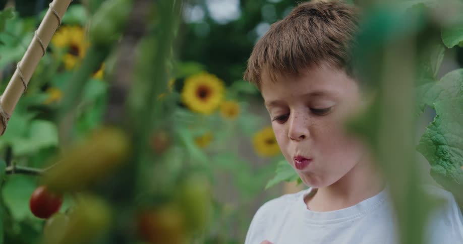Boy eating tomato in a vegetable garden