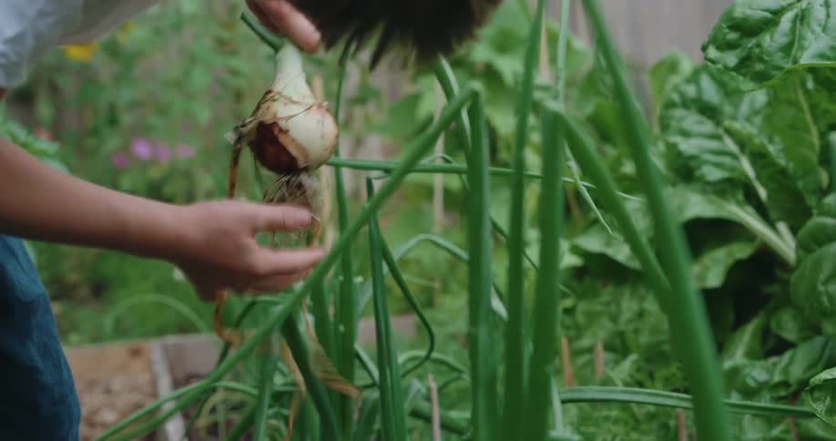 Boy dusting off a freshly harvested onion bulb in the garden