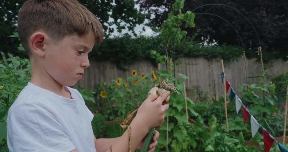 Boy rubs a freshly pulled onion clean in his garden