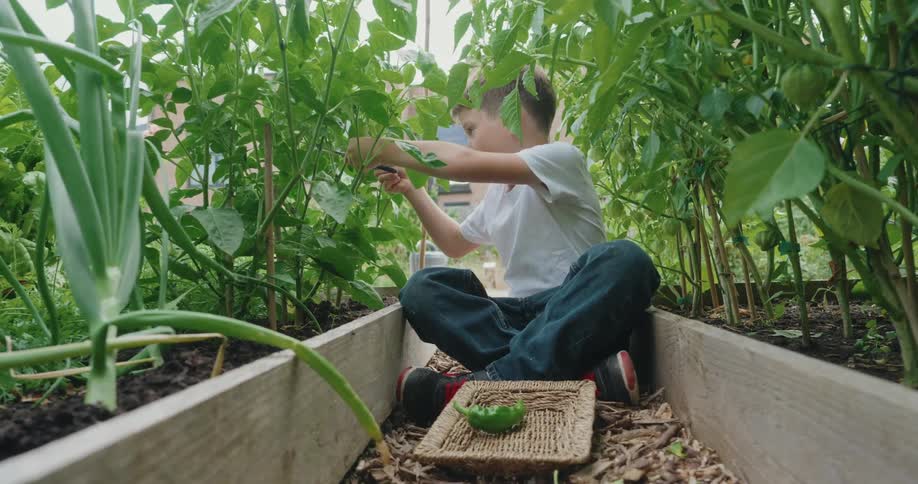 Sitting between garden rows a boy harvests green vegetables into a basket